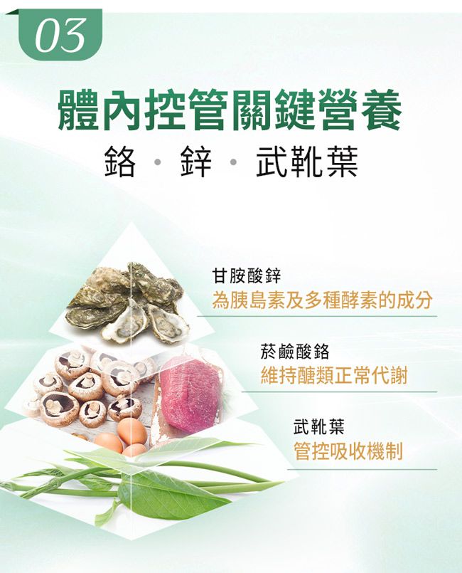 03體內控管關鍵營養。鋅。武靴葉甘胺酸鋅為胰島素及多種酵素的成分菸鹼酸鉻維持醣類正常代謝武靴葉管控吸收機制