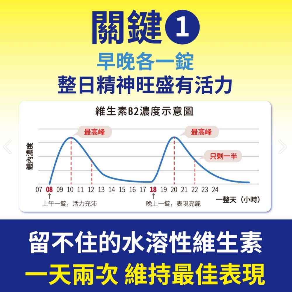 體內濃度關鍵早晚各一整日精神旺盛有活力維生素B2濃度示意圖最高峰最高峰只剩一半07 08 09 10 11 12 13 14 15 16 17 18 19 20 21 22 23 24上午一錠,活力充沛一整天(小時)晚上一錠,表現亮麗留不住的水溶性維生素一天兩次 維持最佳表現