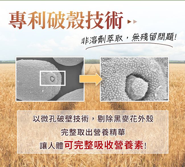 專利破殼技術非溶劑萃取,無殘留問題!以微孔破壁技術,剔除黑麥花外殼完整取出營養精華讓人體可完整吸收營養素!