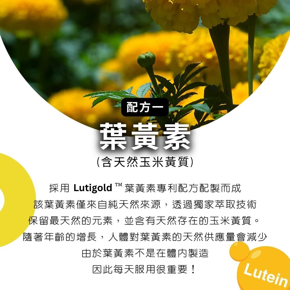 配方一葉黃素(含天然玉米黃質)採用 Lutigold ™ 葉黃素專利配方配製而成該葉黃素僅來自純天然來源,透過獨家萃取技術保留最天然的元素,並含有天然存在的玉米黃質。隨著年齡的增長,人體對葉黃素的天然供應量會減少由於葉黃素不是在體內製造因此每天服用很重要!Lutein