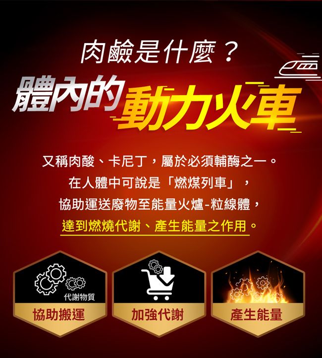 肉鹼是什麼?體內的動力火車又稱肉酸、卡尼丁,屬於必須輔酶之一。在人體中可說是「燃煤列車」協助運送廢物至能量火爐-粒線體,達到燃燒代謝、產生能量之作用。代謝物質協助搬運加強代謝產生能量