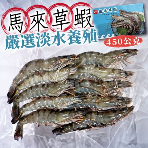 馬來草蝦 [3盒組] 淡水養殖 約450g/盒 淨重約 250g 1盒約10P 蝦子