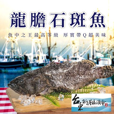 【新港漁會】龍膽石斑魚-600g-700g-尾 (2尾組)