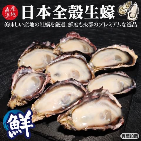 海肉管家 日本廣島帶殼生蠔(1顆_75-100g/顆)