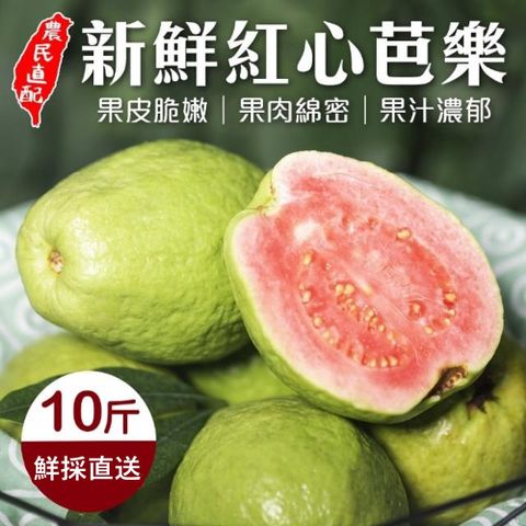 【果農直送】台灣頂級A+紅心芭樂(10斤/箱)