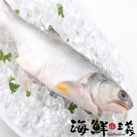 海鮮主義 午仔魚(300g/3尾)