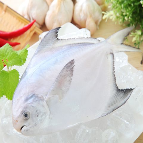 野生正白鯧魚2隻組(350-400/隻)