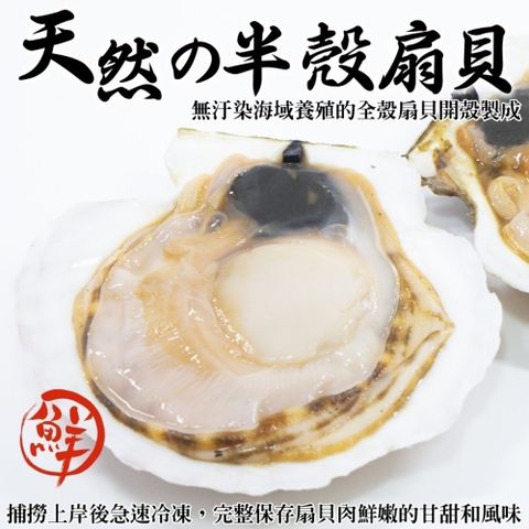 【海肉管家】生鮮半殼扇貝(3包_5~9顆/500g/包)
