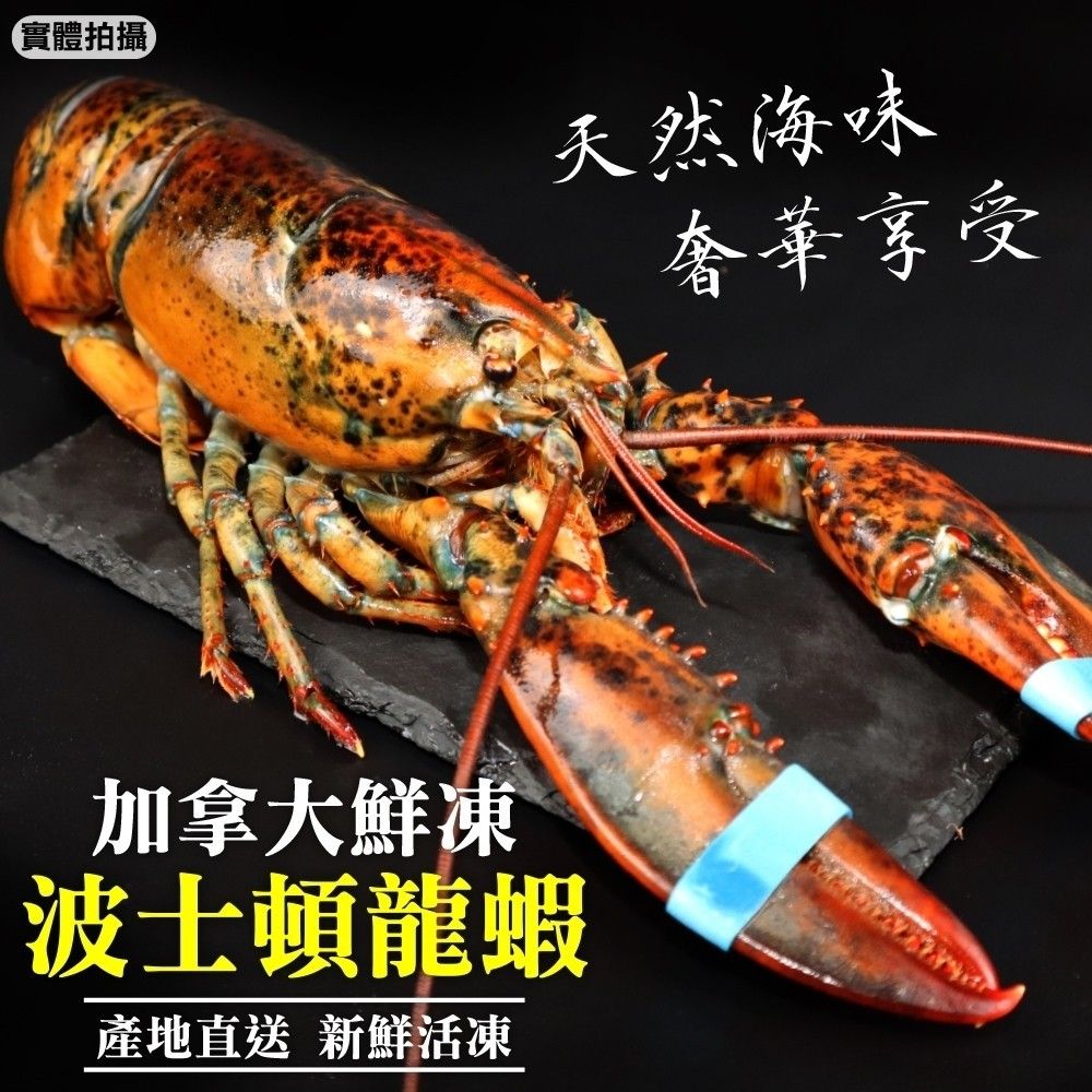 海肉管家 活凍特大波士頓龍蝦(2隻_500~600g/隻)