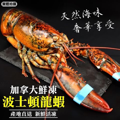 【海肉管家】活凍特大波士頓龍蝦(1隻_500~600g/隻)