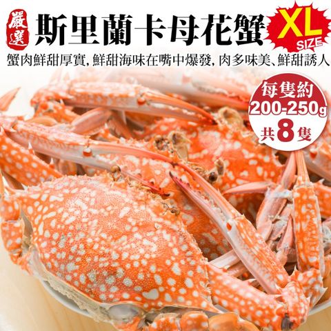 【海肉管家】斯里蘭卡XL母花蟹(共8隻_200-250g/隻)