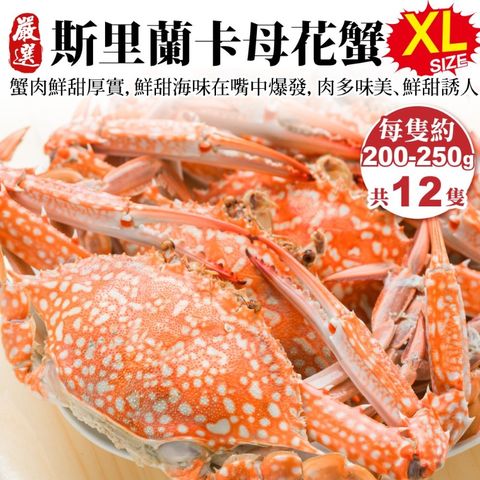 【海肉管家】斯里蘭卡XL母花蟹(共12隻_200-250g/隻)