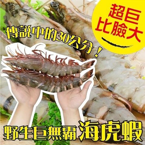 【海肉管家】野生巨無霸嚴選海虎蝦(1支_150~200g/支)