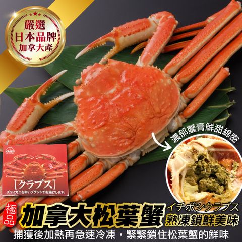 【海肉管家】日本品牌加拿大熟松葉蟹整隻(1隻組_350-400g/隻)