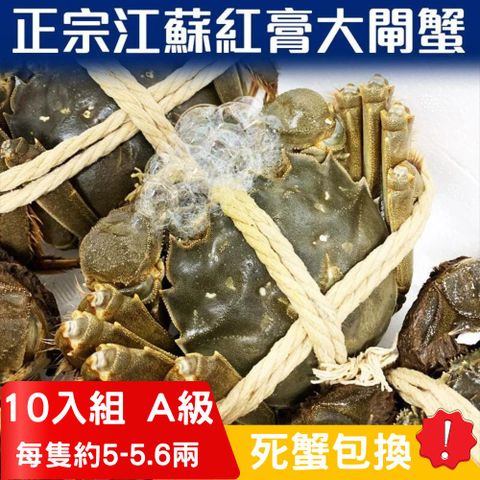 RealShop 真食材本舖 正宗活體江蘇紅膏大閘蟹 A級( 5~5.6兩)/10隻入