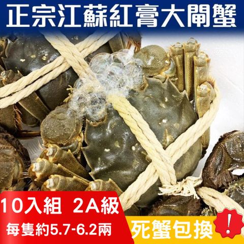 RealShop 真食材本舖 正宗活體江蘇紅膏大閘蟹 2A級(5.7~6.2兩)/10隻入