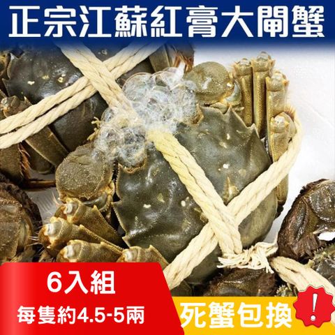 RealShop 真食材本舖 正宗活體江蘇紅膏大閘蟹 4.5~5兩/6隻入