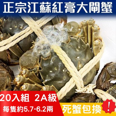 RealShop 真食材本舖 正宗活體江蘇紅膏大閘蟹 2A級(5.7~6.2兩)/20隻入