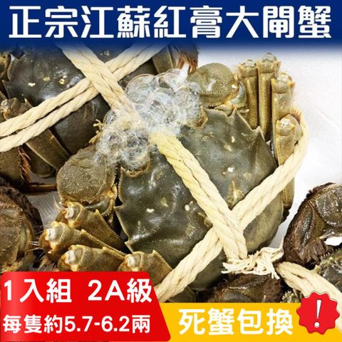 RealShop 真食材本舖 正宗活體江蘇紅膏大閘蟹 2A級( 5.7~6.2兩)/1隻入