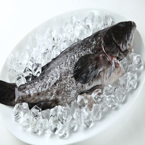 【華得水產】青斑石斑魚(400-480g/尾)