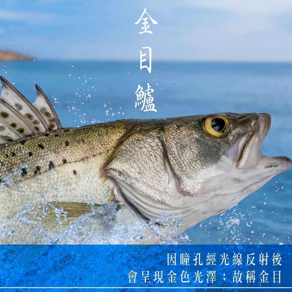  【元家Yens】台灣養殖無刺無腥味金目鱸魚片 300g~400g/片 3~4人份 10片送2片(共12片) 砥家啦