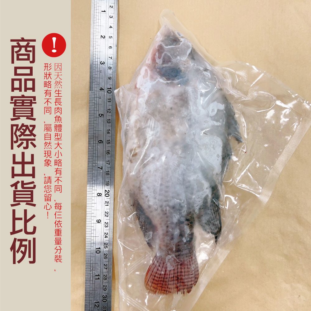 小川漁屋 精選台灣鯛魚16尾(250~300g/尾)