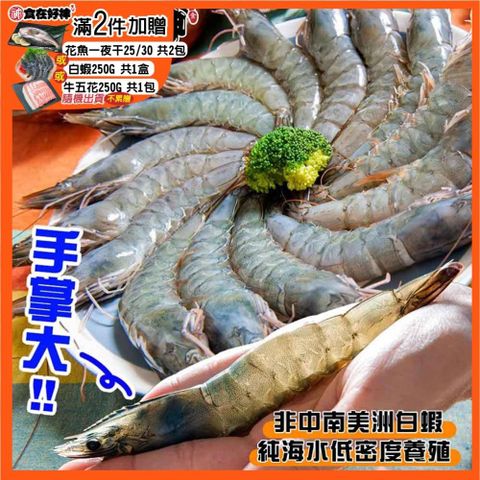 巨無霸白蝦蝦后約18公分 共2盒(約14±3尾/盒 600g/盒)