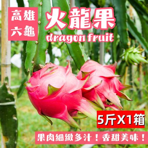 【e果園】高雄六龜紅肉大顆火龍果5斤/箱x1箱(約5~6顆/箱/產地直送)