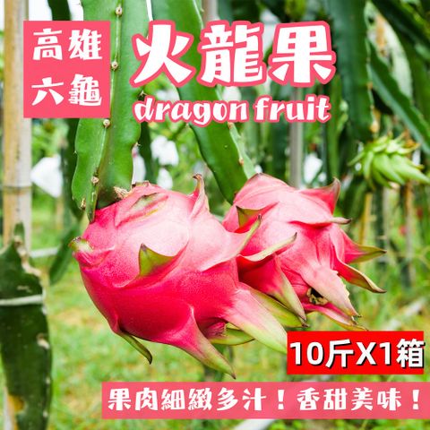 【e果園】高雄六龜紅肉大顆火龍果10斤/箱x1箱(約10~12顆/箱/產地直送)