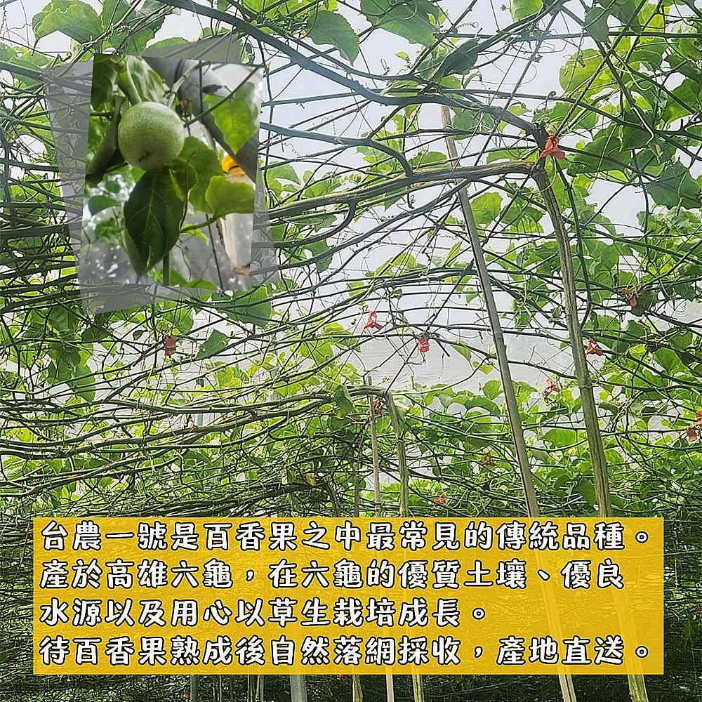  【e果園】高雄六龜台農一號百香果5斤/箱(約35~42顆/箱)