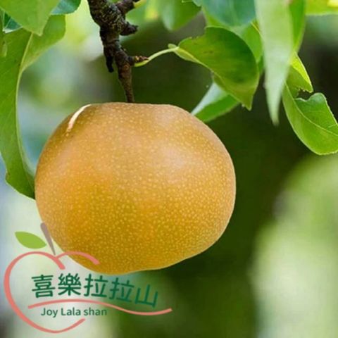 【喜樂拉拉山】蜂蜜梨6入(1.8kg/盒)