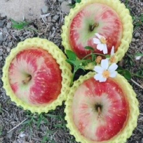 【水果達人】嚴選大顆 紐西蘭蜜蘋果12顆* 1盒(250g/顆)