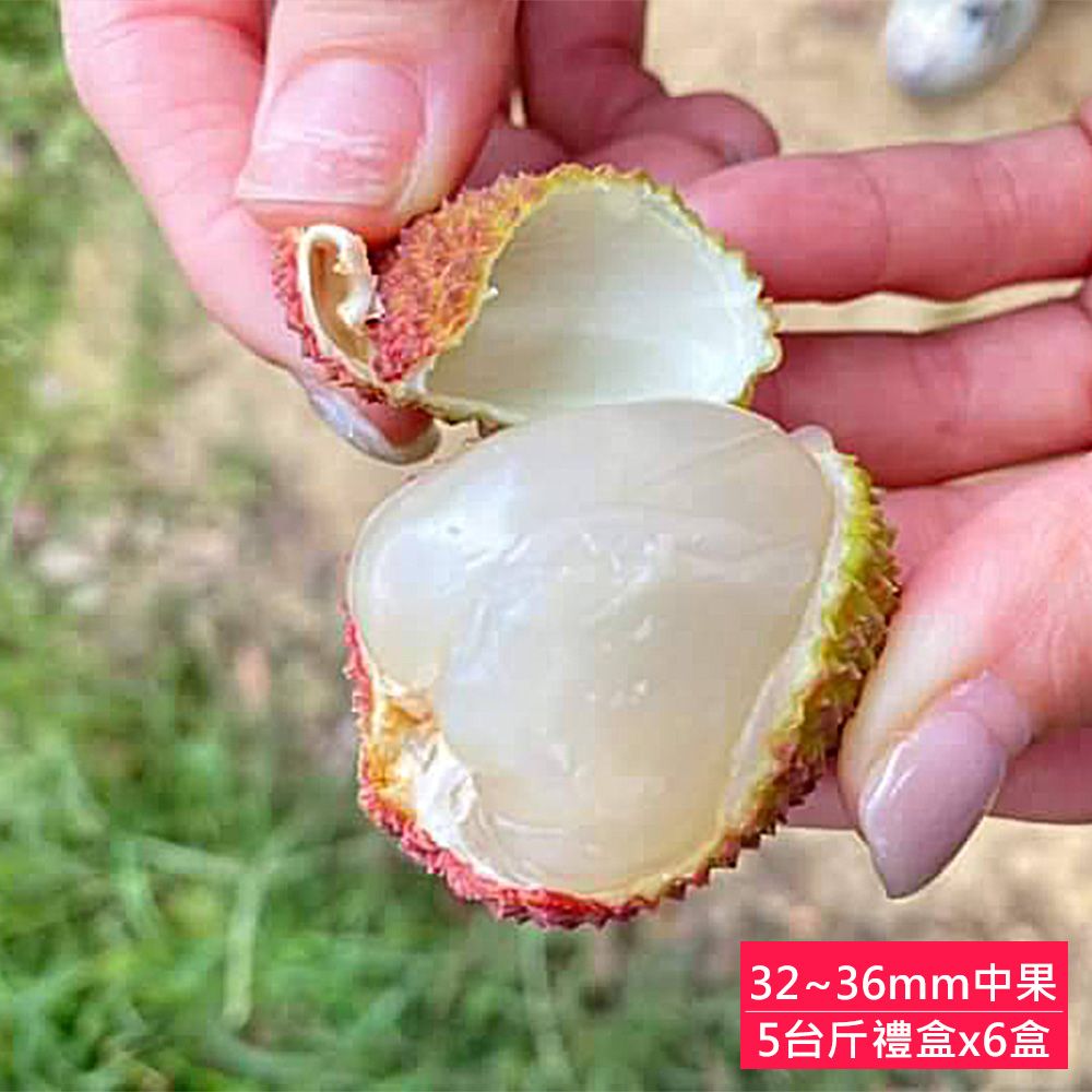 【荔莊果園】高雄大樹剪枝玉荷包32mm~36mm特級中果禮盒x6盒(5台斤/箱_產地直送 )