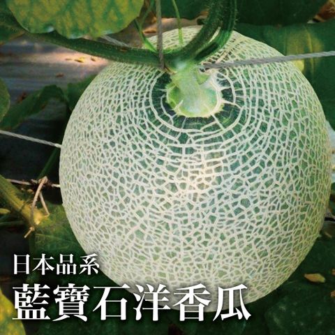 十翼饌 日本品系藍寶石洋香瓜2粒/4.5台斤x2箱(一株一果/溫室吊棚/綠肉哈密瓜)