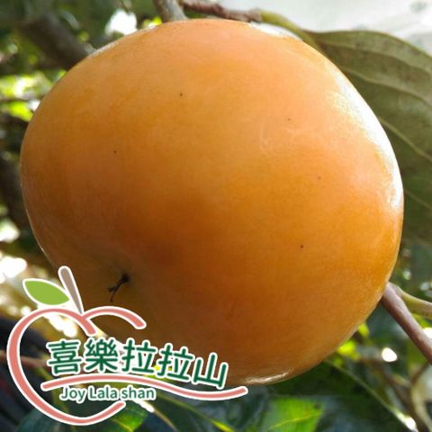 【喜樂拉拉山】甜柿8入禮盒(1.5kg/盒)