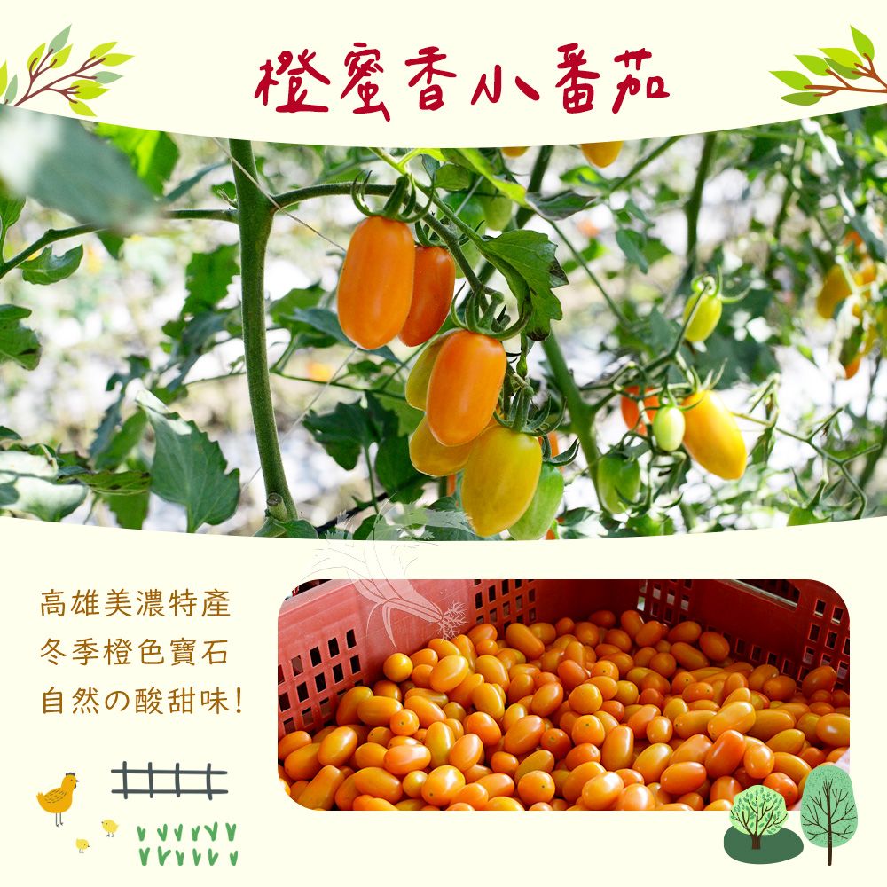 禾鴻 橙蜜香小番茄禮盒5斤x1盒(不帶蒂頭出貨)