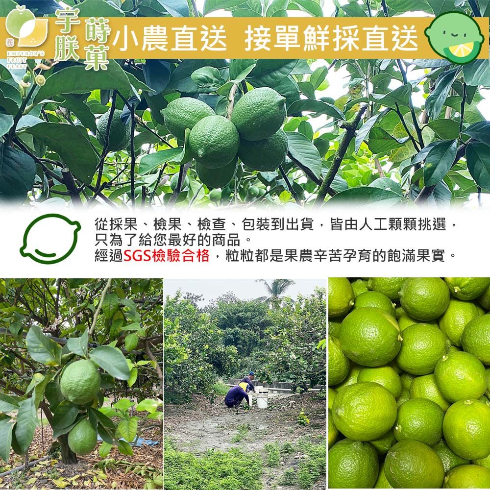 FRUITFEAST小農直送 接單鮮採直送從採果、檢果、檢查、包裝到出貨,皆由人工顆顆挑選,只為了給您最好的商品。經過SGS檢驗合格,粒粒都是果農辛苦孕育的飽滿果實。