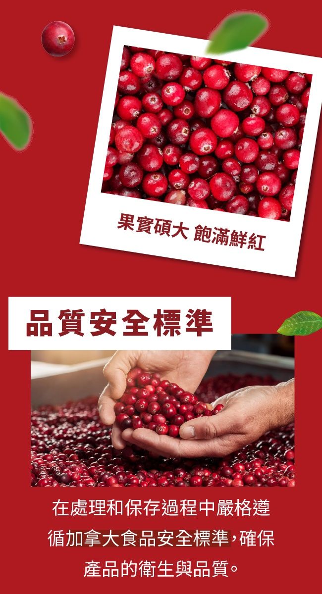 果實碩大飽滿鮮紅品質安全標準在處理和保存過程中嚴格遵循加拿大食品安全標準,確保產品的衛生與品質。