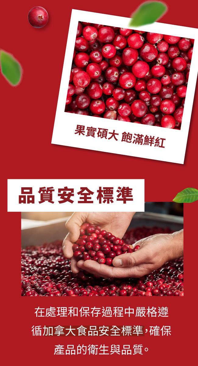 果實碩大 飽滿鮮紅品質安全標準在處理和保存過程中嚴格遵循加拿大食品安全標準,確保產品的衛生與品質。