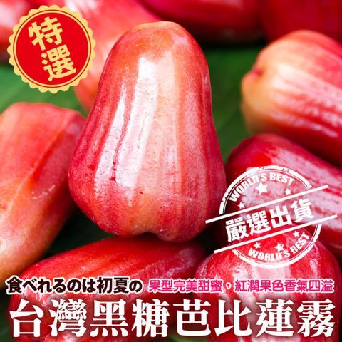 【果農直配】黑糖芭比蓮霧特大果(2箱_每箱7-9入/約3斤)
