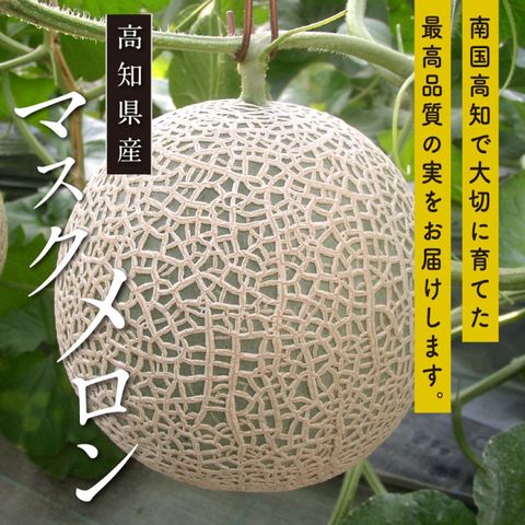 【WANG 蔬果】日本高知縣溫室綠哈密瓜(原裝1顆入/約1.5kg)