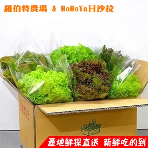 羅伯特農場 &amp; HoHoYa 水耕蔬菜箱 (M-800g)