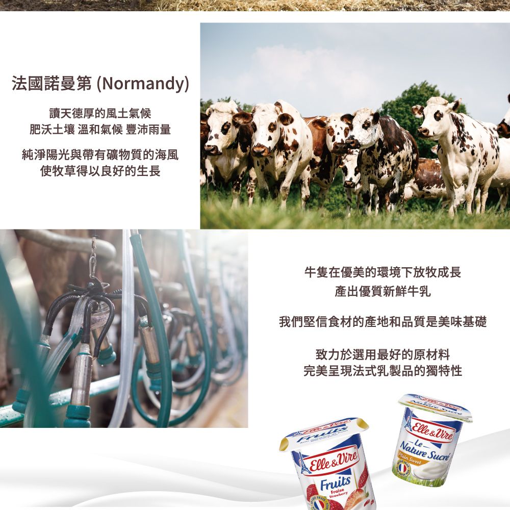 Elle&Vire 愛樂薇 法國 希臘式優格(蜂蜜) 125gX24杯/箱-冷藏配送 (蜂蜜優格 希臘式 優格)