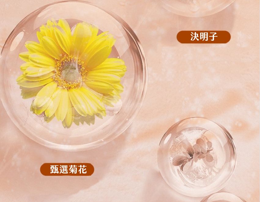 甄選菊花決明子