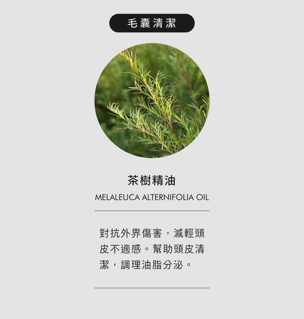 毛囊清潔茶樹精油MELALEUCA ALTERNIFOLIA OIL對抗外界傷害,減輕頭皮不適感。幫助頭皮清潔,調理油脂分泌。