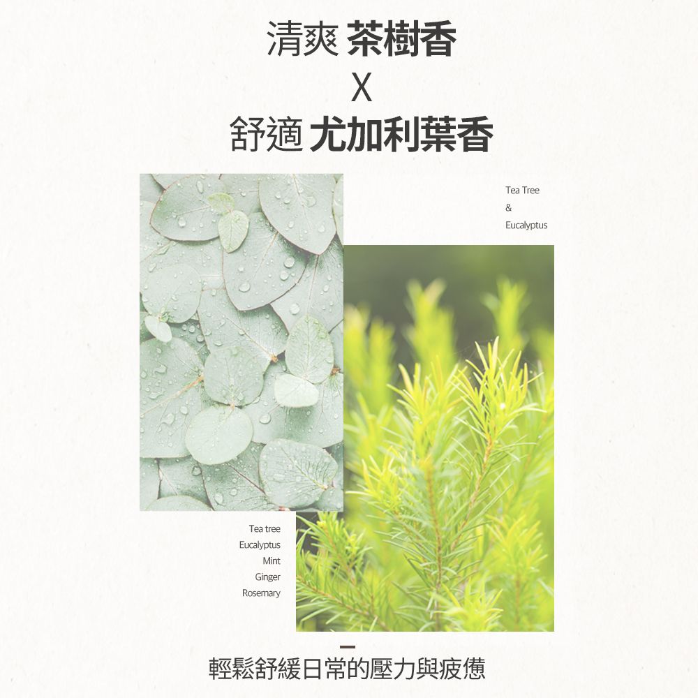 清爽 茶樹香舒適 尤加利葉香Tea treeEucalyptusMintGingerRosemary輕鬆舒緩日常的壓力與疲憊Tea Tree&Eucalyptus