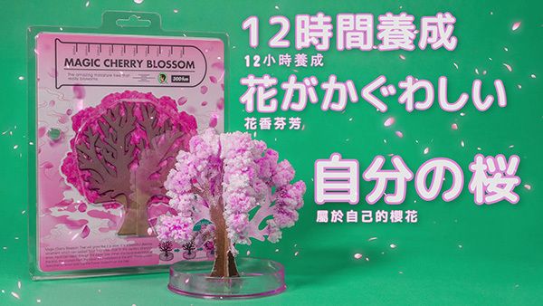 MAGIC CHERRY BLOSSOM12時間養成12小時養成花がかぐわしい花香芬芳自分の桜屬於自己的櫻花