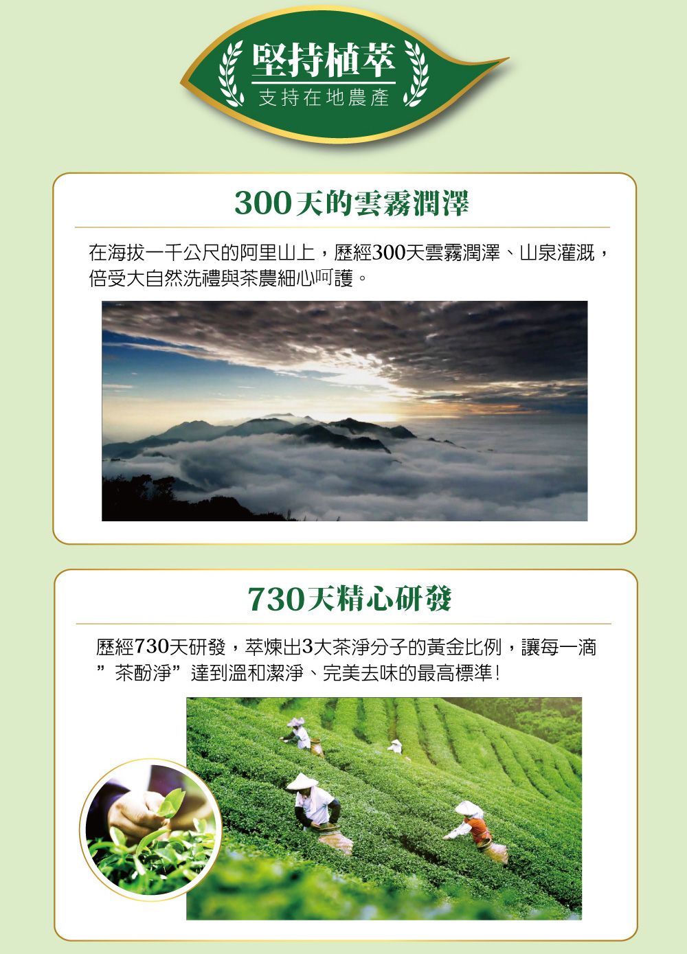 堅持植萃支持在地農產300天的雲霧潤澤在海拔一千公尺的阿里山上,歷經300天雲霧潤澤、山泉灌溉,倍受大自然洗禮與茶農細心呵護。730天精心研發歷經730天研發,萃煉出3大茶分子的黃金比例,讓每一滴茶酚淨”達到溫和潔淨、完美去味的最高標準!