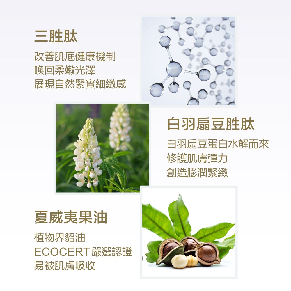 三胜肽改善肌底健康機制喚回柔嫩光澤展現自然緊實細緻感白羽扇豆胜肽夏威夷果油植物界貂油ECOCERT嚴選認證易被肌膚吸收白羽扇豆蛋白水解而來修護肌膚彈力創造膨潤緊緻