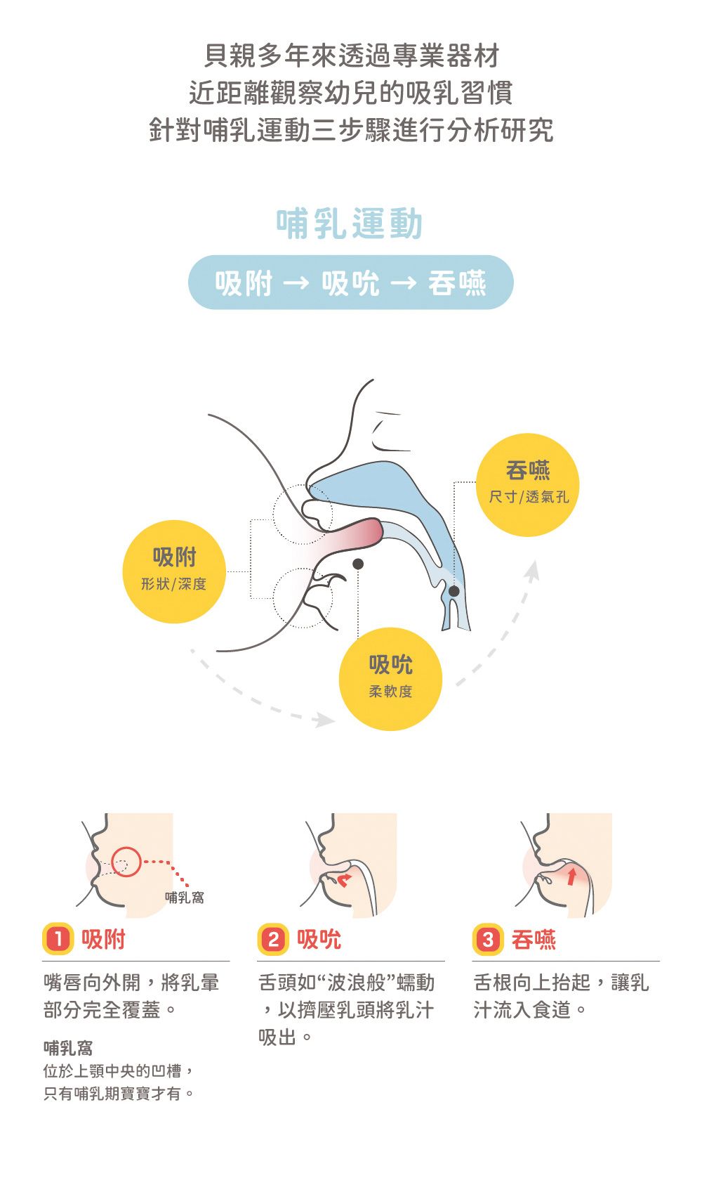 貝親多年來透過專業器材近距離觀察幼兒的吸乳習慣針對哺乳運動三步驟進行分析研究哺乳運動吸附  吸吮  吞嚥吸附形狀/深度哺乳窩吸吮柔軟度吞嚥尺寸/透氣孔 吸附② 吸吮 吞嚥嘴唇向外開將乳暈部分完全覆蓋。舌頭如“波浪般”蠕動,以擠壓乳頭將乳汁吸出。舌根向上抬起,讓乳汁流入食道。哺乳窩位於上顎中央的凹槽,只有哺乳期寶寶。